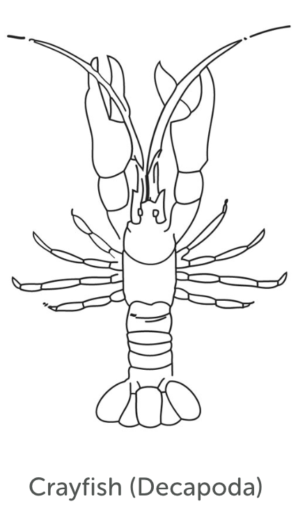 Moderately Tolerant Bug 5